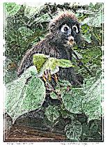 Dusky Leaf Monkey Langkawi 1 - NFT